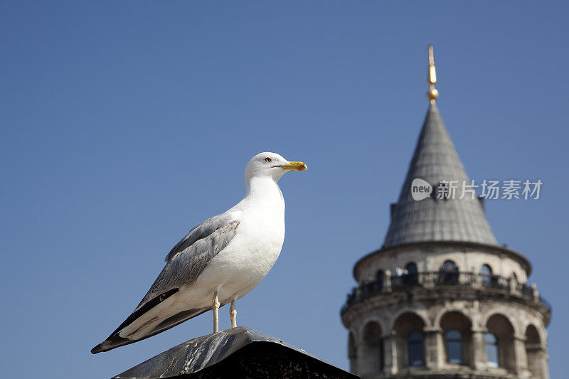 海鸥和加拉塔/伊斯坦布尔